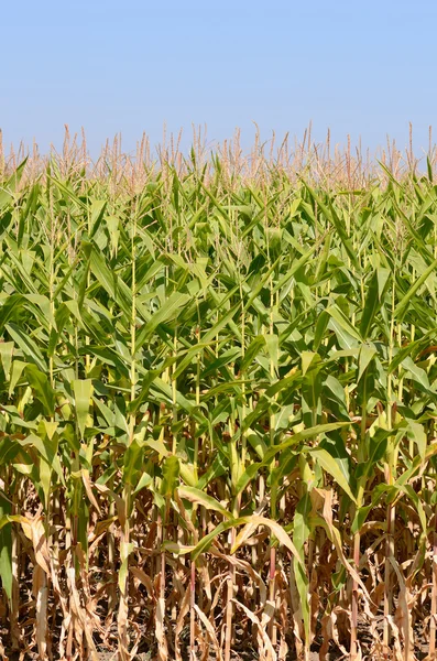 Field corn being grown in the Willamette Valley — Stock Photo, Image