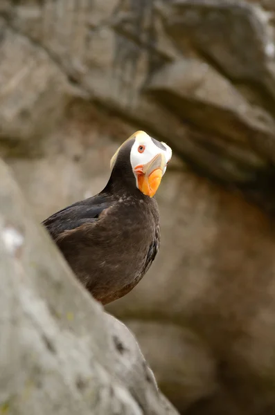 Tufted Puffin — Stock Photo, Image