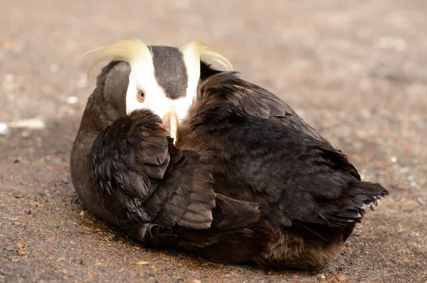 Tufted Puffin — Stock Photo, Image