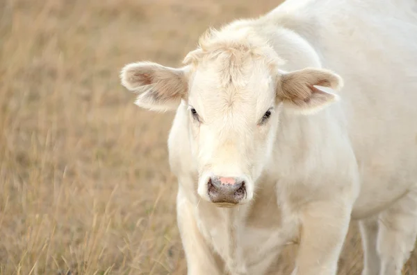 白い子牛 — ストック写真