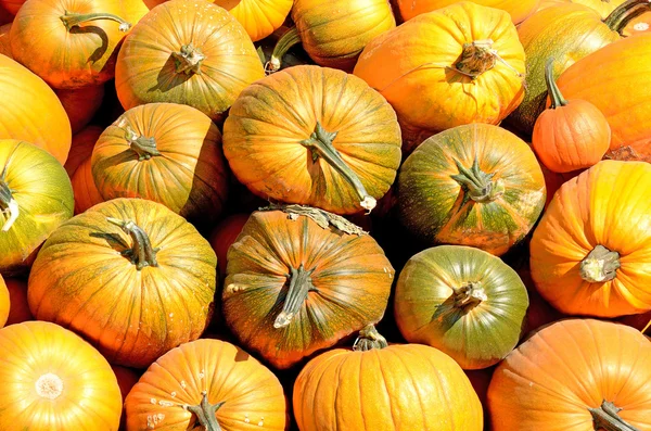 Granja de calabaza — Foto de Stock