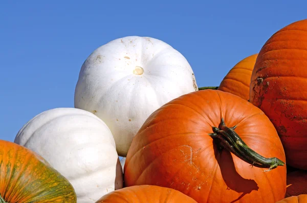 Ferme de citrouilles — Photo