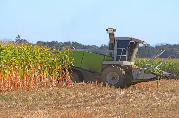 Corn Harvest — Stock Photo, Image