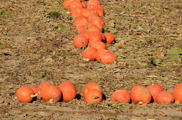 Champ de citrouille — Photo