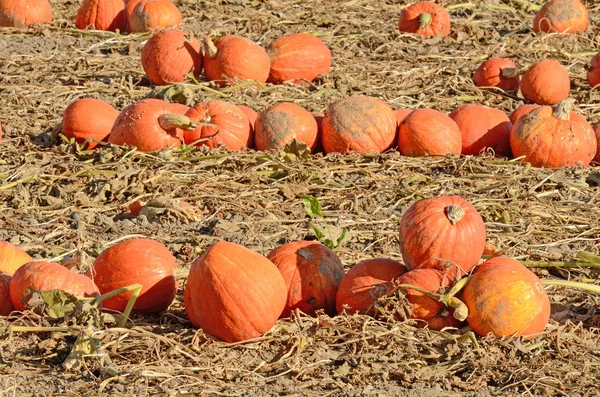 Champ de citrouille — Photo