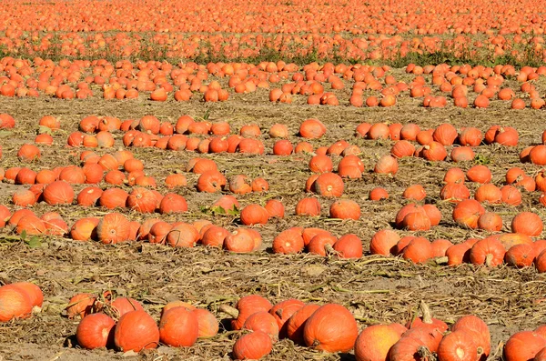 Campo de calabaza — Foto de Stock