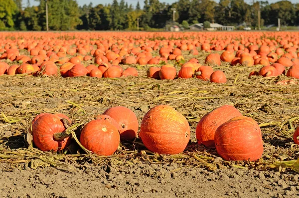 Campo de calabaza — Foto de Stock