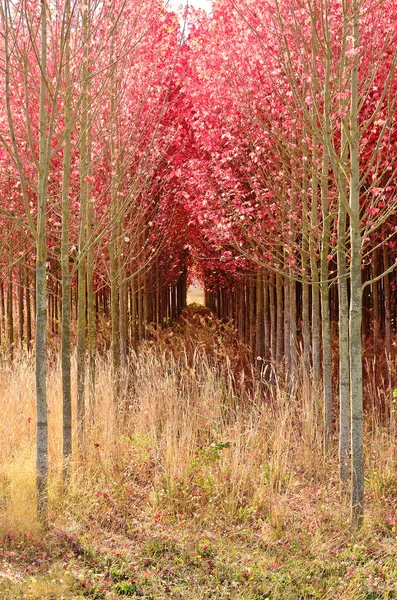 Dogwoods — Stock Photo, Image