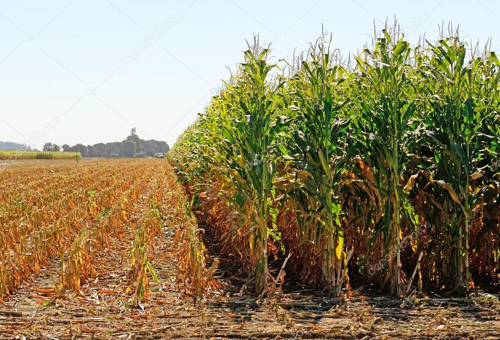 Corn Feed