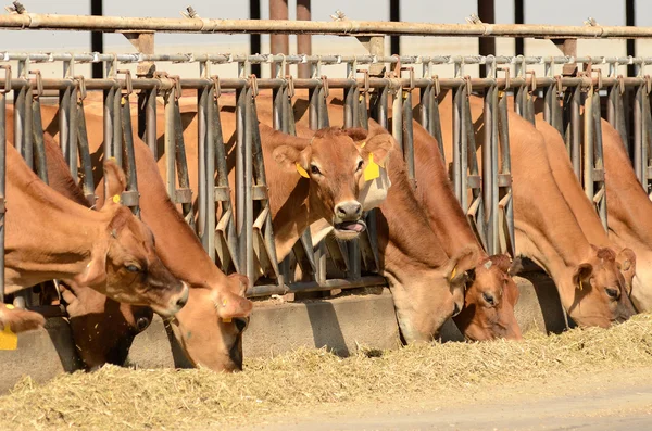 Jersey Cows — Stock Photo, Image