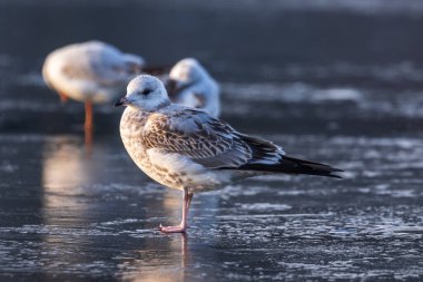 Bir kış günü nehrin donmuş yüzeyinde duran martılar. Soğuk bir kış gününde güneşli bir sabah. Nehirdeki ince buz.