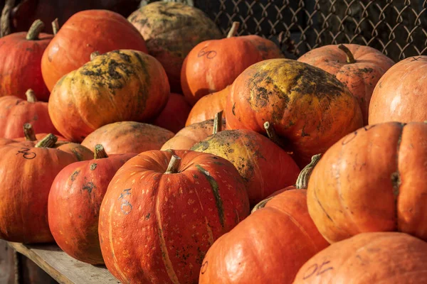 Skördefestival Pumpor Olika Sorter Ligger Gräset Hög Med Pumpor Olika — Stockfoto