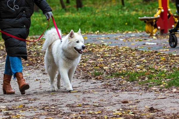 Parkta sevimli bir köpek yürüyor. Güneşli bir gün. Arka plan bulanık. Evcil hayvanlar. Yakın plan.. 