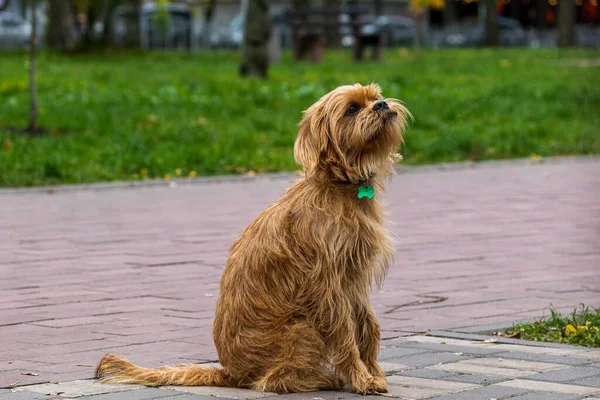 Chien Belge Décoratif Griffon Promène Dans Parc Les Animaux Gros — Photo