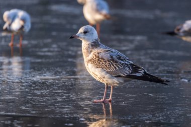 Bir kış günü nehrin donmuş yüzeyinde duran martılar. Soğuk bir kış gününde güneşli bir sabah. Nehirdeki ince buz.