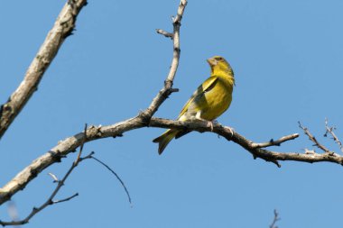 Parlak ispinoz, mavi gökyüzüne karşı parktaki bir dala oturur. Şehir yeşili ve sarı bülbül doğada yaşıyor.. 