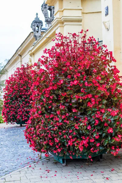 Много Красных Цветов Маленькими Зелеными Листьями Большом Кусте Богатый Цветок — стоковое фото