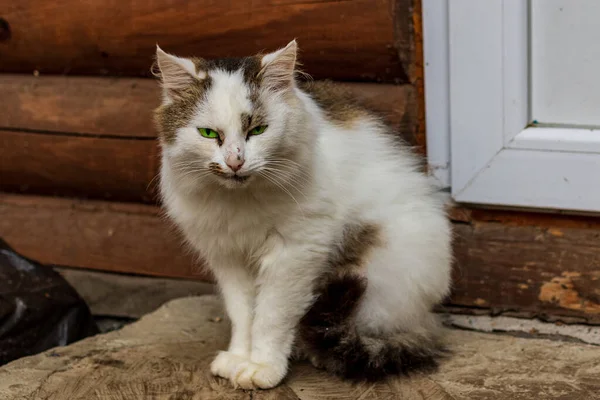 Büyük Kütüklerden Yapılmış Bir Köy Evinin Yanında Sevimli Bir Kedi — Stok fotoğraf