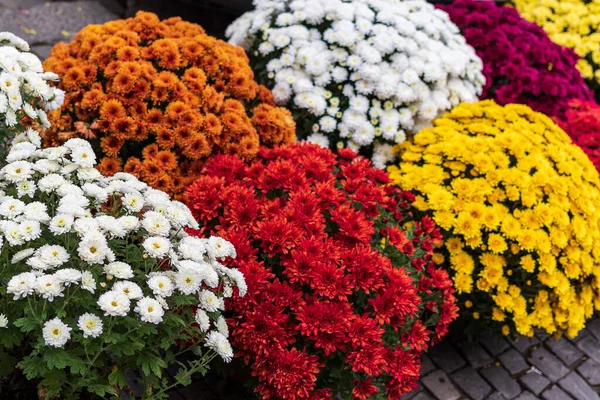 Готовые Продаже Уличной Ярмарке Яркие Осенние Цветы Размещаются Больших Коробках — стоковое фото