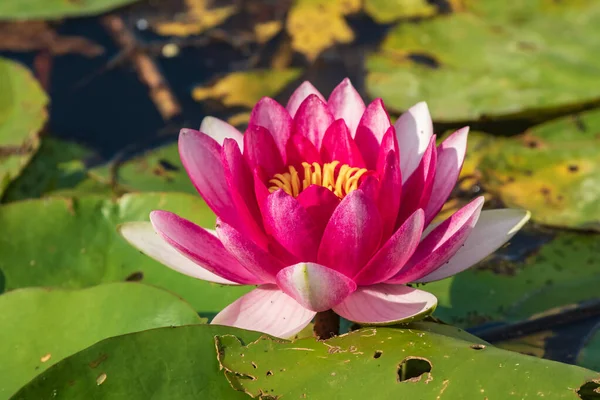 Bright Blooming Pink Water Lily Green Leaves Excellent Permanent Residents — Stock Photo, Image