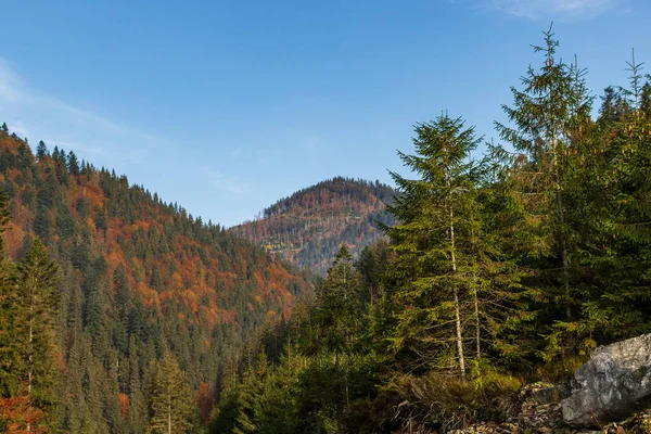 Гірський Ландшафт Осінніх Карпат Жовті Червоні Дерева Поєднанні Зеленою Голкою — стокове фото