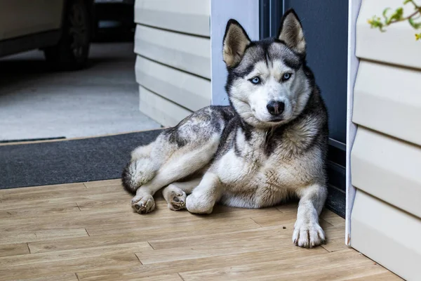 Köpek cinsi köpek yavrusu evin kapısında kıvrılıp yatıyordu. Popüler bir köpek türü. Evcil hayvanlar. Yakın plan..