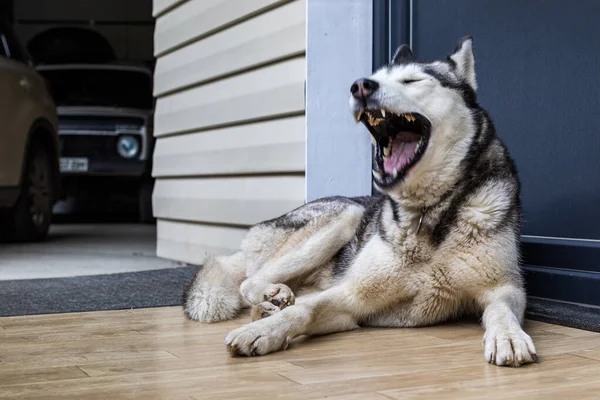 İri yapılı bir köpek kapının önünde yatarken geniş ölçüde esner. Popüler bir köpek türü. Evcil hayvan. Yakın plan..
