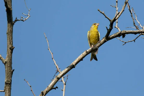 브라잇그린 피치는 하늘을 배경으로 공원의 나뭇가지에 서식지의 녹색과 노란색 — 스톡 사진