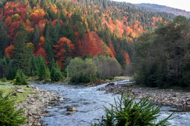 Bir dağ vadisinde sonbahar manzarası. Sarı ve kırmızı ağaçlar nehrin kıyıları boyunca yeşil iğnelerle kayalık kıyılar. Ukrayna Karpatları 'nda renkli sonbahar manzarası.