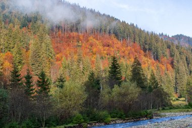 Bir dağ vadisinde sonbahar manzarası. Sarı ve kırmızı ağaçlar nehrin kıyıları boyunca yeşil iğnelerle kayalık kıyılar. Ukrayna Karpatları 'nda renkli sonbahar manzarası.