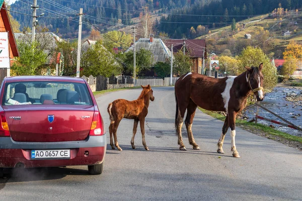 Oblast Zakarpattia Ucrânia Outubro 2020 Carro Gira Torno Dos Cavalos — Fotografia de Stock