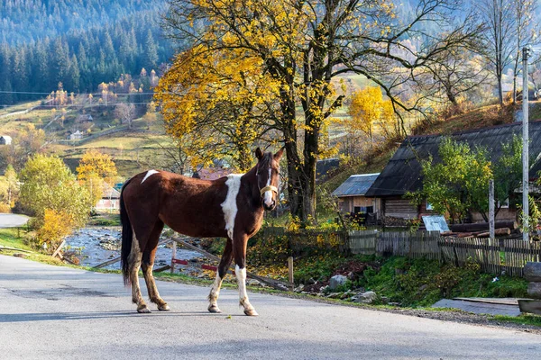 Horse Stands Carriageway Winding Road Small Mountain Village Colorful Autumn — Stock Photo, Image