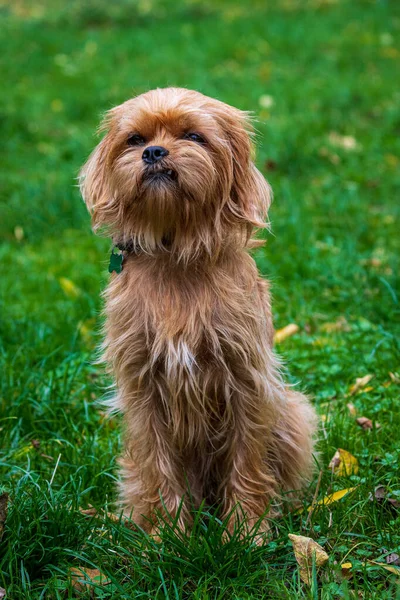 Chien Belge Décoratif Griffin Pour Une Promenade Dans Parc Ville — Photo