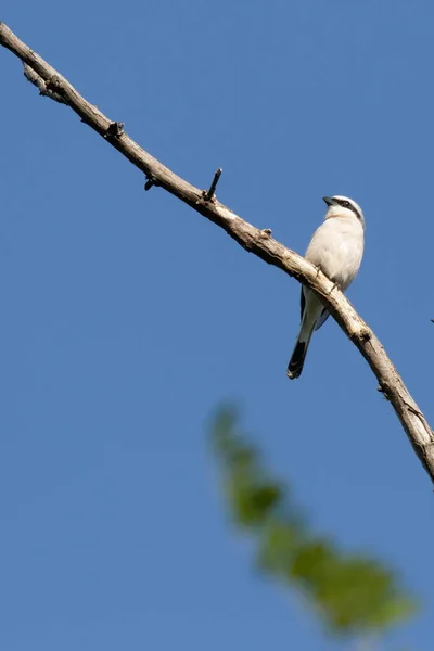 Rotrückenwürger Ein Kleiner Singvogel Sitzt Auf Einem Trockenen Ast Gegen — Stockfoto