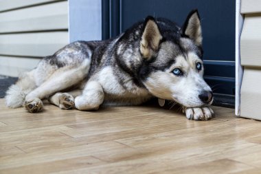 Köpek cinsi köpek yavrusu evin kapısında kıvrılıp yatıyordu. Popüler bir köpek türü. Evcil hayvanlar. Yakın plan..
