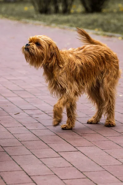 Chien Belge Décoratif Griffin Pour Une Promenade Dans Parc Ville — Photo