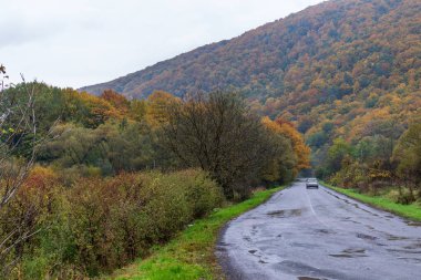 Bir araba, yüksek dağların arasındaki yağmurdan sonra ıslak ve dolambaçlı bir yolda yol alır. Ukrayna Karpatlarının sonbahar manzarası - sarı ve kırmızı ağaçlar yeşil iğnelerle birleştirilmiş.