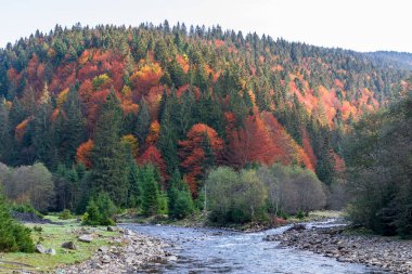Bir dağ vadisinde sonbahar manzarası. Sarı ve kırmızı ağaçlar nehrin kıyıları boyunca yeşil iğnelerle kayalık kıyılar. Ukrayna Karpatları 'nda renkli sonbahar manzarası.