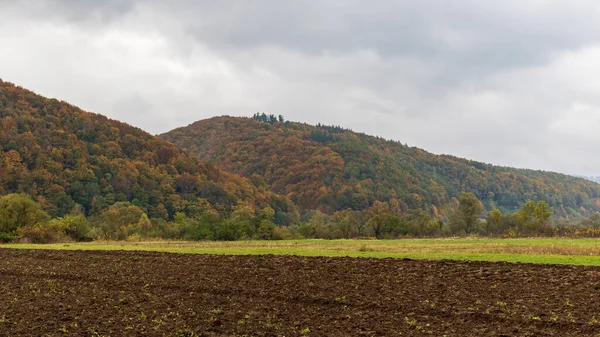 ウクライナのカルパティアの秋の山の風景 緑の針と組み合わせた黄色と赤の木 霧の多い日には雲が立ち並び 山は鬱蒼とした森に覆われています — ストック写真