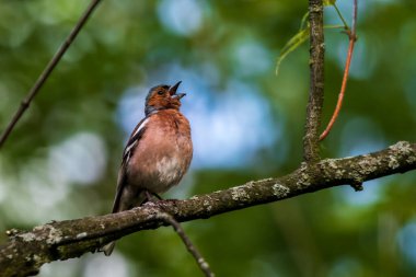 Chaffinch, parlak bir kuş, yeşil yaprakların arasında şarkı söylüyor. Şehir kuşları. Arka plan bulanık. Vahşi yaşam. Bahar. Yakın plan..