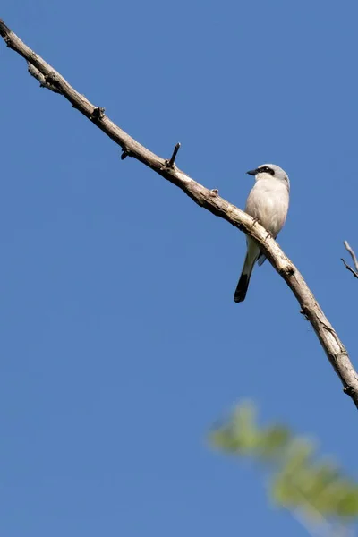 赤で裏打ちされたシェーク 青空に背の低い小鳥が乾いた枝に腰を下ろしている 自然生息地 野生動物 ウクライナ — ストック写真