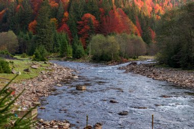 Bir dağ vadisinde sonbahar manzarası. Sarı ve kırmızı ağaçlar nehrin kıyıları boyunca yeşil iğnelerle kayalık kıyılar. Ukrayna Karpatları 'nda renkli sonbahar manzarası.
