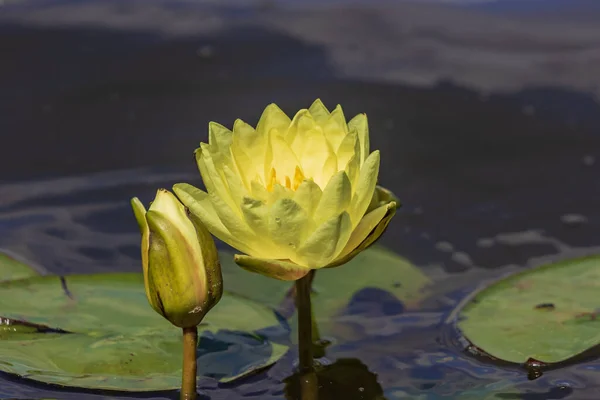 Bright Blooming Yellow Water Lily Green Leaves Unopened Buds Excellent — Stock Photo, Image