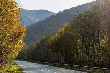 Sonbahar dağ manzarası. Sarı ve kırmızıya boyanmış sonbahar ağaçları. Yeşil iğneler ve ıssız bir yolun kenarında mavi gökyüzü. Ukrayna Karpatları 'nda renkli sonbahar manzarası.