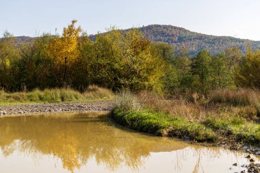Sonbahar dağ manzarası. Sarı ve kırmızıya boyanmış sonbahar ağaçları. Küçük bir yolun kenarında yeşil iğnelerle birleştirilmiş. Köy yolunda büyük bir su birikintisi.