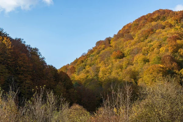 Herbstliche Berglandschaft Vergilbte Und Gerötete Herbstbäume Kombiniert Mit Grünen Nadeln — Stockfoto