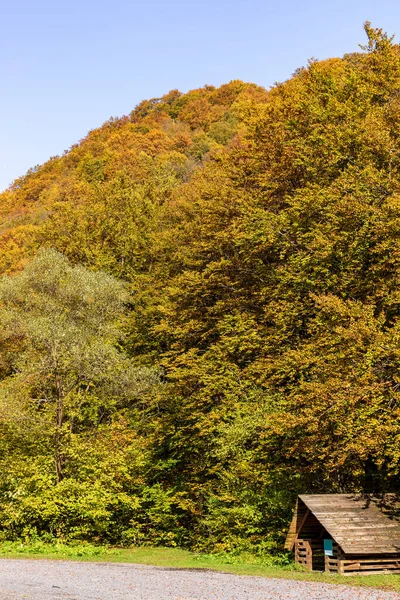 Paysage Montagneux Automne Arbres Automne Jaunis Rougis Combinés Avec Des — Photo