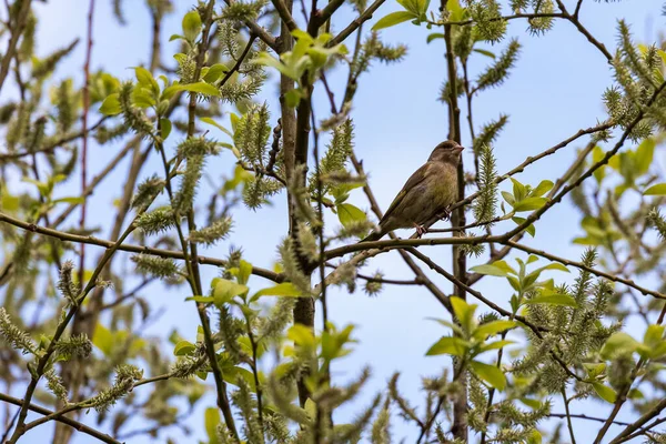 Φωτεινό Greenfinch Κάθεται Ένα Κλαδί Ανάμεσα Στο Πράσινο Φύλλωμα Άνοιξη — Φωτογραφία Αρχείου