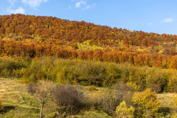 Sonbahar dağ manzarası. Sarı ve kırmızıya boyanmış sonbahar ağaçları. Yeşil iğneler ve mavi gökyüzü. Ukrayna Karpatları 'nda renkli sonbahar manzarası. 