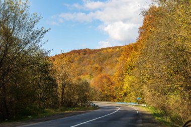 Sonbahar dağ manzarası. Sarı ve kırmızıya boyanmış sonbahar ağaçları. Küçük bir yolun kenarında yeşil iğnelerle birleştirilmiş. Ukrayna Karpatları 'nda renkli sonbahar manzarası.